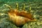Giant spider conch shell, Lambis Lambis, marine gastropod mollusk underwater, alive specimen. Red Sea, Egypt. Common Spider Conch