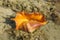 Giant spider conch shell, Lambis Lambis, marine gastropod mollusk underwater, alive specimen. Red Sea, Egypt. Common Spider Conch