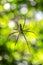 Giant spider in his web in Khao National Park