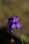 Giant Spiderwort bloom pod