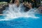 Giant splash of water made by Orcinus Orca, Killer Whale Breaches the water at aquarium in San Diego Sea World California