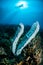 The giant sponge Petrosia lignosa Salvador dali juvenile in Gorontalo, Indonesia underwater