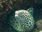 Giant spotted moray hiding amongst coral reef on