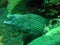 Giant spotted moray hiding amongst coral reef on