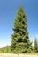 Giant spruce tree