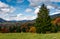 Giant spruce tree in mountainous autumnal scenery