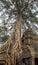 Giant spung tree and encased roots in temple Ta Prohm Angkor wat Siem Reap, Cambodia