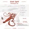 Giant Squid infographic