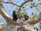 Giant squirrel (Ratufa macroura) sitting on tree, Sri Lanka