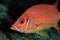 Giant Squirrelfish