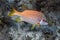 A Giant Squirrelfish Sargocentron spiniferum in the Red Sea