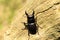 Giant Stag Beetle