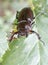 Giant Stag Beetle on a brier leaf, Georgia USA