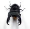 Giant stag beetle Dorcus titanus from Indonesia