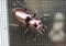 Giant Stag Beetle on window screen, Georgia USA