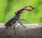 Giant Stage Beetle with red antlers attack