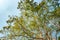 Giant stem of pterocarpus indicus tree against sun