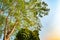 Giant stem of pterocarpus indicus tree against sun