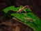 Giant Stick insects of Borneo