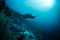 Giant stingray swims into view around edge of coral reef