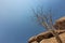 Giant stone, dry tree in the Namibe Desert. Africa. Angola.