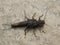 Giant Stonefly