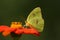 Giant Sulphur Butterfly