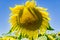 Giant Sunflower - 2
