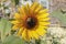 Giant sunflower with a big bee busy harvesting nectar with blurred background of shingled weathered Cape Cod house