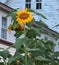 The giant Sunflower in bloom