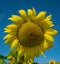 Giant Sunflower and Blue Skies