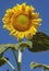 Giant Sunflower with Curly Petals against a Clear Blue Sky