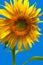 Giant Sunflower Flower Isolated on Blue Vertical layout