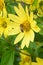 Giant sunflower, Helianthus giganteus, close-up flower with honeybee