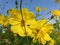 Giant Sunflower is a place to live where small beetles