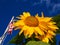 Giant sunflower seen from below accompanied with American flag and a deep blue sky