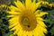 Giant Sunflowers - 4