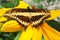 Giant Swallow Tail Butterfly