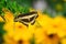 Giant Swallow Tail Butterfly and Sunflowers