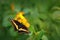 Giant Swallow Tail, Papilio thoas nealces, beautiful butterfly from Mexico. Butterfly sitting on the leaves. Butterfly from Mexico