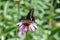Giant Swallowtail Butterfly in a beautiful garden