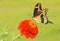 Giant Swallowtail butterfly feeding on an orange zinnia flower