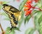 Giant swallowtail butterfly on fire bush