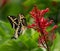 Giant Swallowtail Butterfly on Firespike Shrub