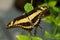 Giant Swallowtail Butterfly (Papilio cresphonte)