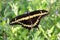 Giant Swallowtail Butterfly (Papilio cresphontes)