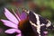 Giant Swallowtail Butterfly on Pink Coneflower