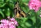 Giant Swallowtail Butterfly on Pink Flowers