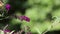 Giant Swallowtail Butterfly on purple Butterfly Bush Flower