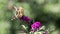 Giant Swallowtail Butterfly on purple Butterfly Bush Flower